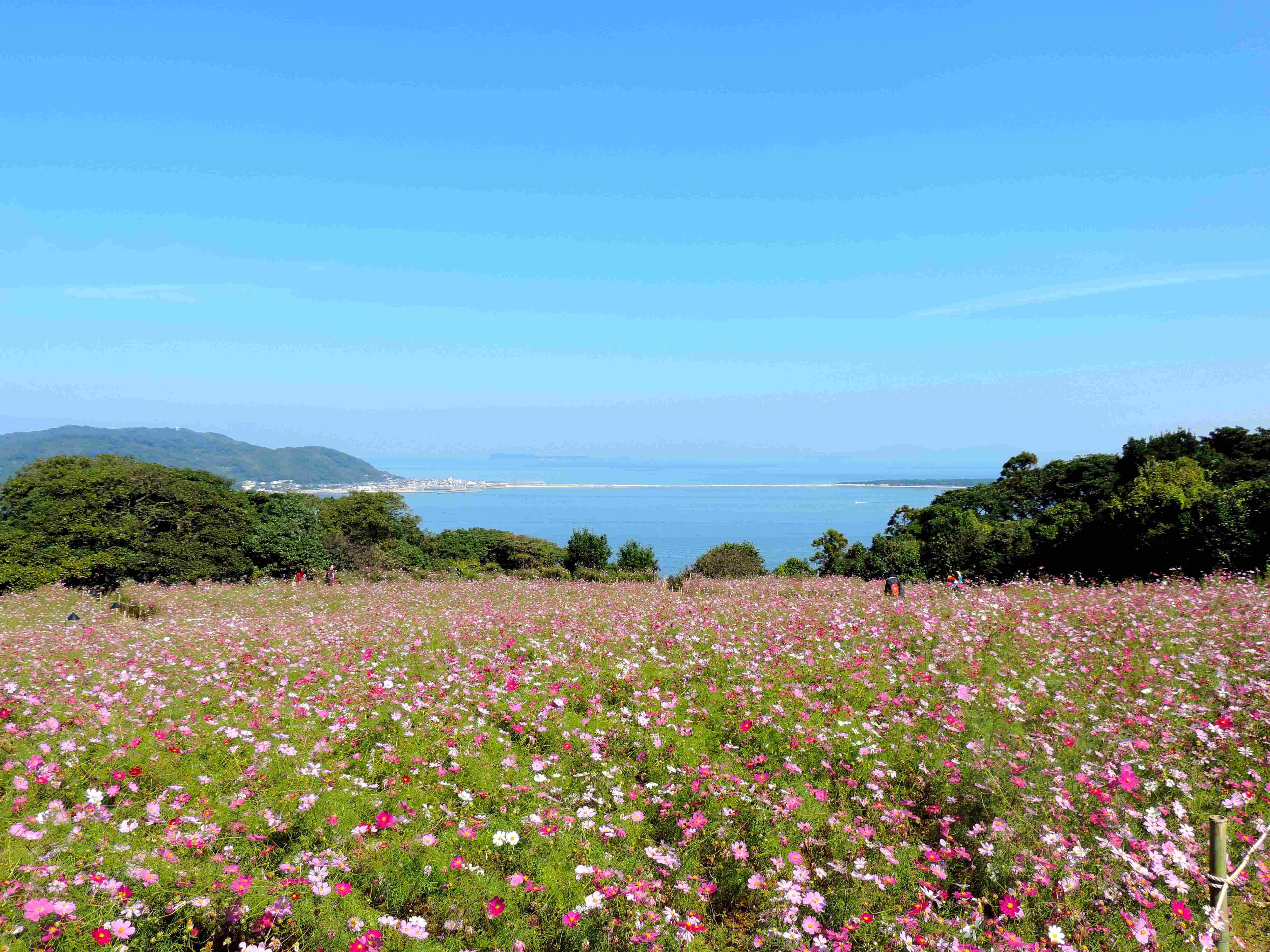 🌸 노코노시마 아일랜드 파크 (노코노시마 아이란도파쿠) 이미지 7
